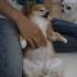 【沖縄石垣開催】愛犬と飼い主さまのためのドッグマッサージ＆老犬介護セミナー